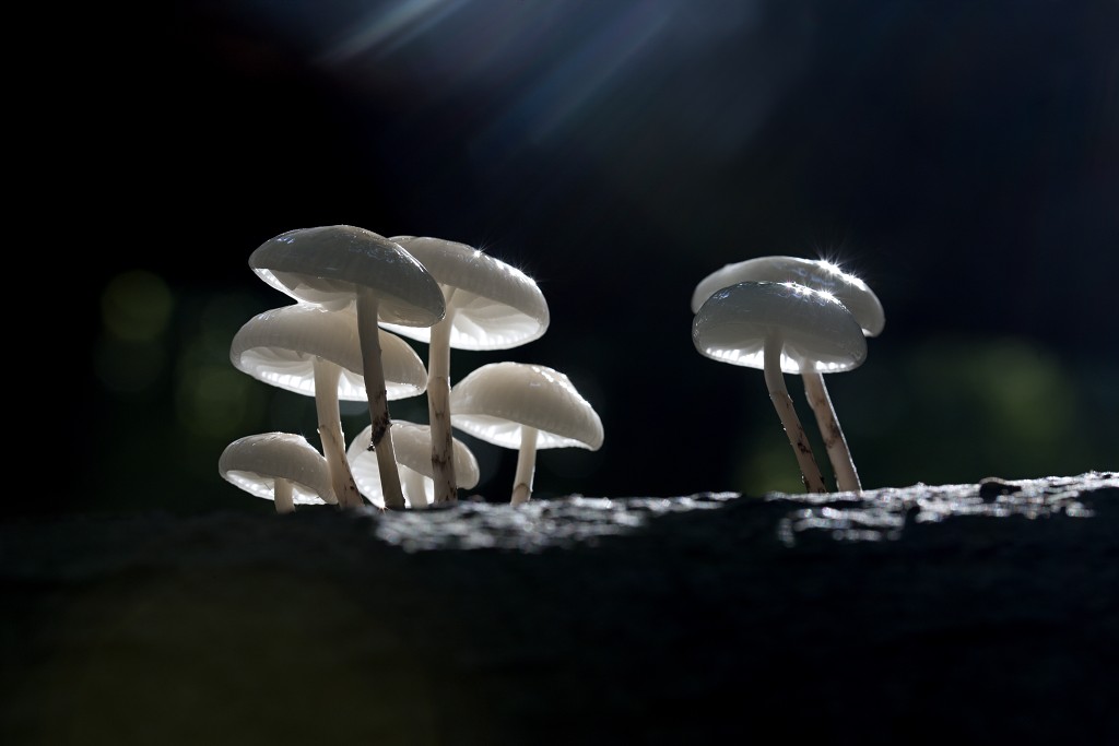 lente zomer herfst winter seizoen seizoenen voorjaar najaar hdr paddenstoelen bladeren mist regen sneeuw
